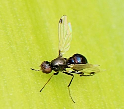 Réf. 305 587 : Sepsis sp.